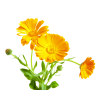 菊花平台花坛葬推荐陵园图标