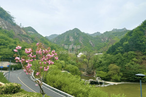 菊花平台赵先生对九公山陵园的评价图片