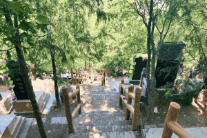 菊花平台林先生对金山陵园的评价图片