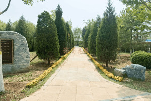 菊花平台李先生对长青园骨灰林的评价图片