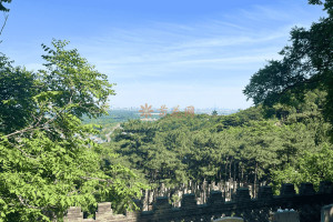 菊花平台林先生对金山陵园的评价图片