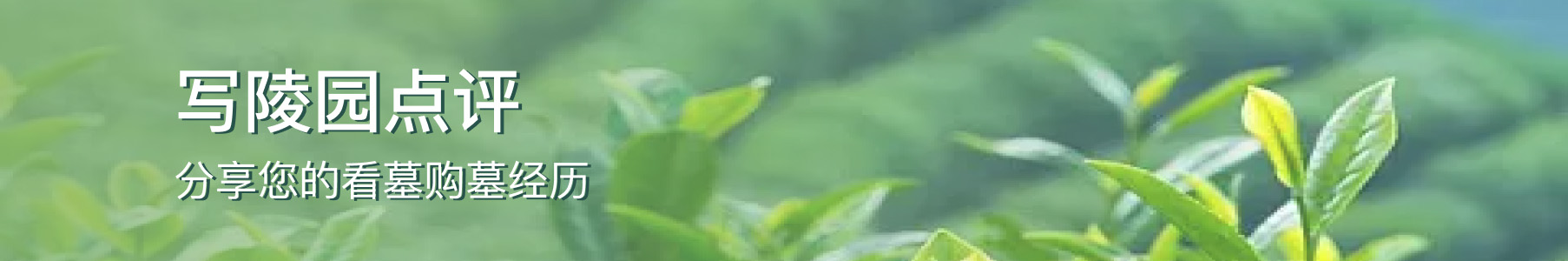 菊花平台