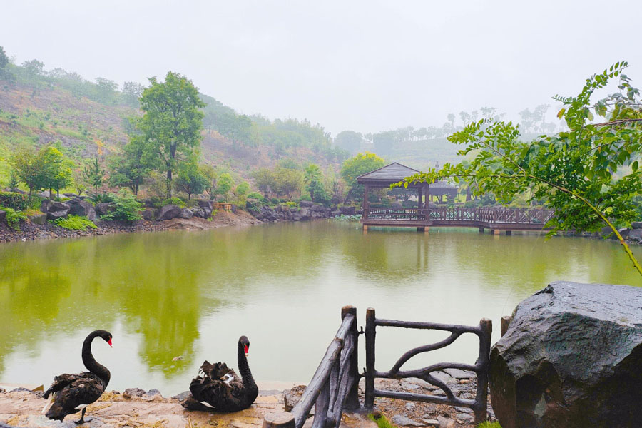 绍兴天山陵园园区天鹅图