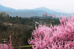 菊花平台李先生对华龙皇家陵园的评价图片