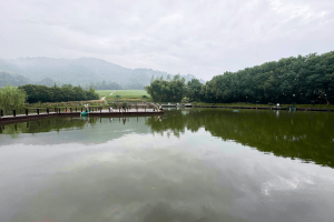 菊花平台陈先生对径山竹茶园的评价图片
