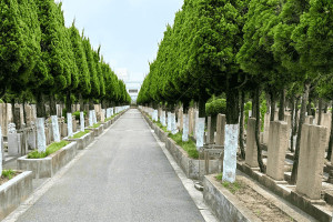 徐泾西园视频封面 徐泾西园视频封面