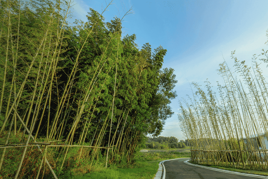 菊花平台刘先生对仙鹤湖湿地园陵园的评价图片